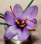 Superbe et myst&eacute;rieuse, la fleur de safran...