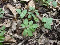 rencontre habitat naturel