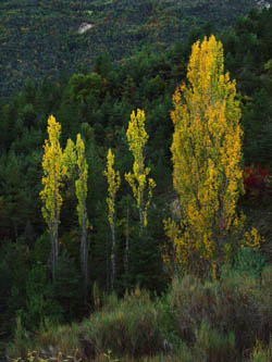 Peupliers en robe d'automne