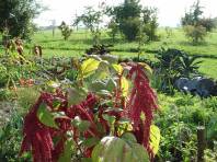 Amaranthe queue de renard dans le jardin