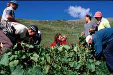 Cueillette du rumex alpin au-dessus de Saint Luc