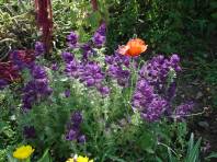 Sauge hormin et coquelicot