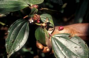 Abel ebongo, fruit comestible d'une plante de la for&ecirc;t