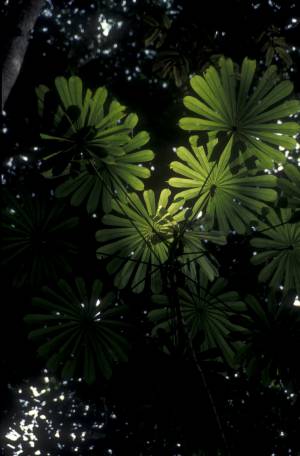 Musanga ou "parasolier", un arbre aux larges feuilles en &eacute;ventail