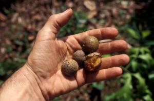 Sambi, un des nombreux fruits comestibles de la for&ecirc;t