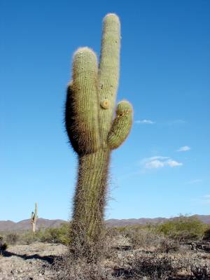 Le majestueux cactus "cardon"