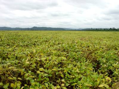 Champ de soja : en dix ans, la for&ecirc;t a recul&eacute; de quinze kilom&egrave;tres !