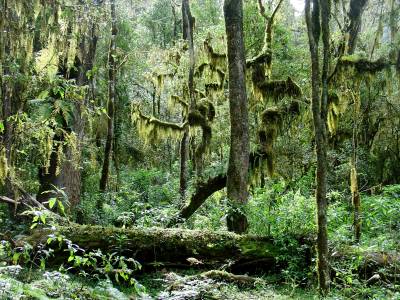 Dans la for&ecirc;t des Yungas, la nature est encore libre !