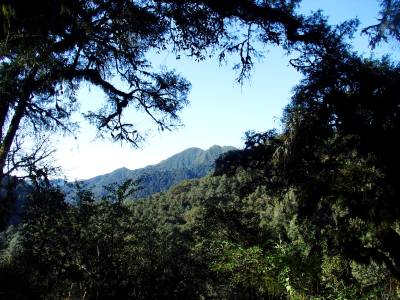 Sommet &agrave; 4000 m &agrave; travers la for&ecirc;t
