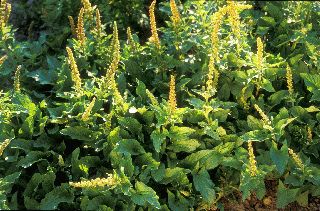 Le ch&eacute;nopode Bon-Henri, roi des l&eacute;gumes alpins